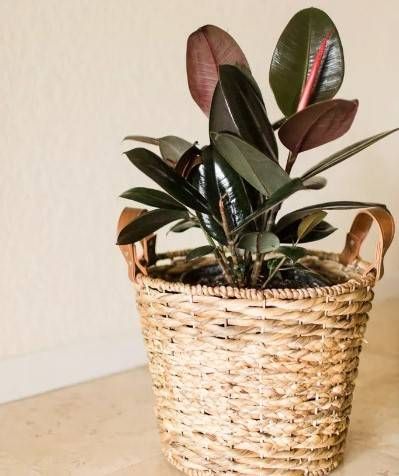 Baca Lengkapnya Disini Jika Anda Pemula Dalam Dunia Bisnis Tanaman Hias