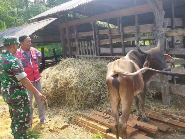 Kunjungi Peternak Sapi,Serka Yusmanto Babinsa Koramil 04/Plk Ingatkan Kebersihan Hewan Ternaknya
