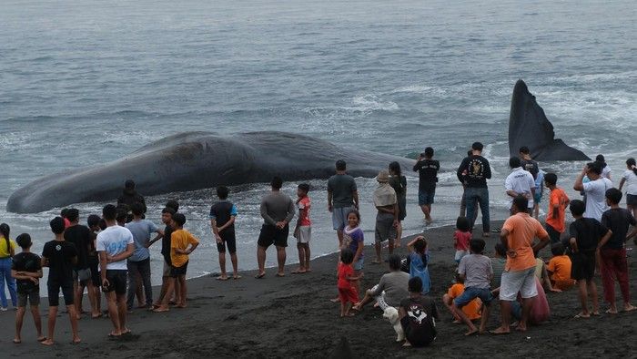 Paus Sperma Mati Terdampar di Pantai Bali