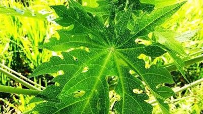 Ini Manfaat Daun Pepaya