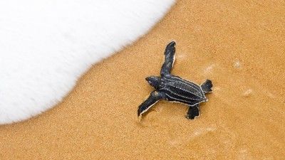 Daftar Hewan dan Tanaman yang Terancam Musnah karena Krisis Iklim