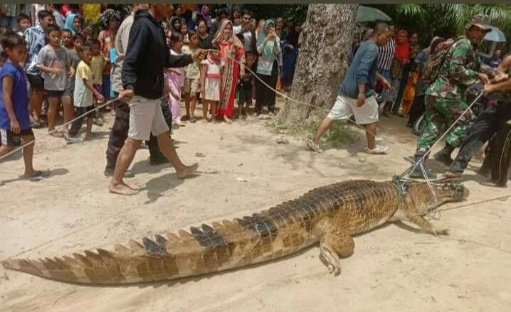 Tak Jauh dari Lokasi, Masyarakat Labuhanbatu Utara Tangkap Buaya Pemangsa Ibu dan Anak