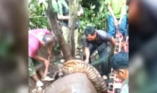 Harimau Terjerat di Perkebunan Mandailing Natal Mati Lemas, Ini Penyebabnya