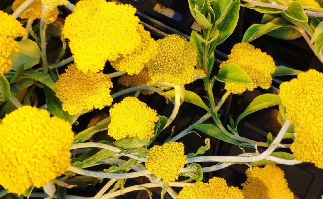 Kandungan Mirip Ganja Ditemukan Peneliti Pada Tanaman Woolly Umbrella