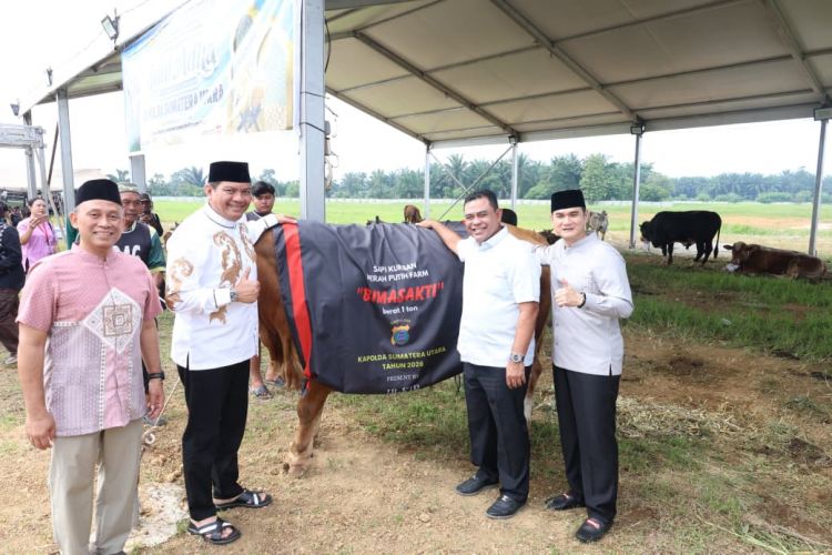 Sapi Kurban Kapolda Berbobot 1 Ton, Usai di Sembli dibagikan pada Masyrakat