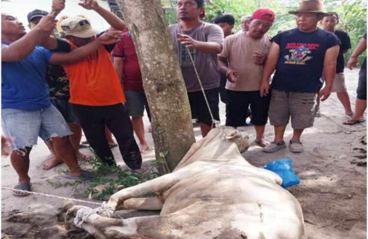 Lembu Kurban Lepas, Warga Beringin Berlarian Ketakutan