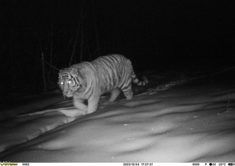 Harimau Siberia Tertangkap Kamera di Pegunungan Hinggan Raya China