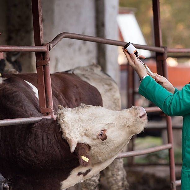 Vaksinasi dan Testing Hewan Ternak, Dua Langkah Penting Penanganan PMK