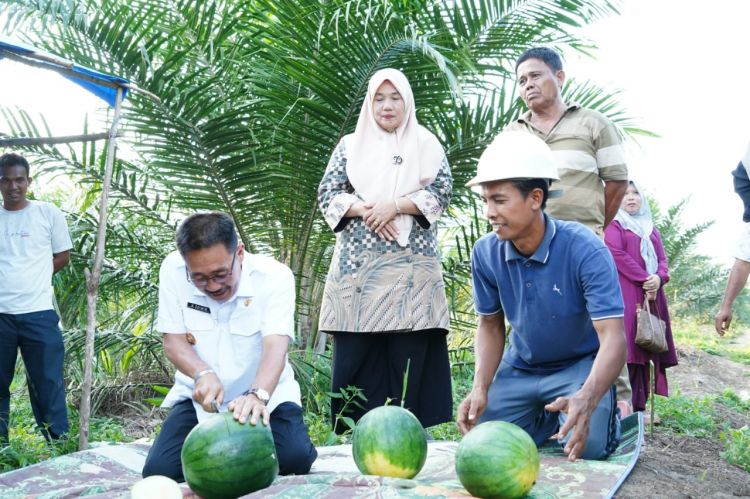 Tumpang Sari di Kebun Sawit, Edimin Lihat Panen Semangka di Torgamba