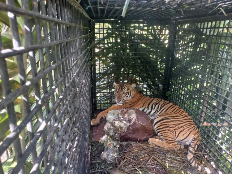 Si Belang Pemangsa Ternak Warga di Langkat Berhasil Ditangkap
