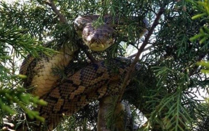 Ditakuti Suku Dayak, Penampakan Ular Raksasa di Belantara Borneo Hebohkan Media Asing