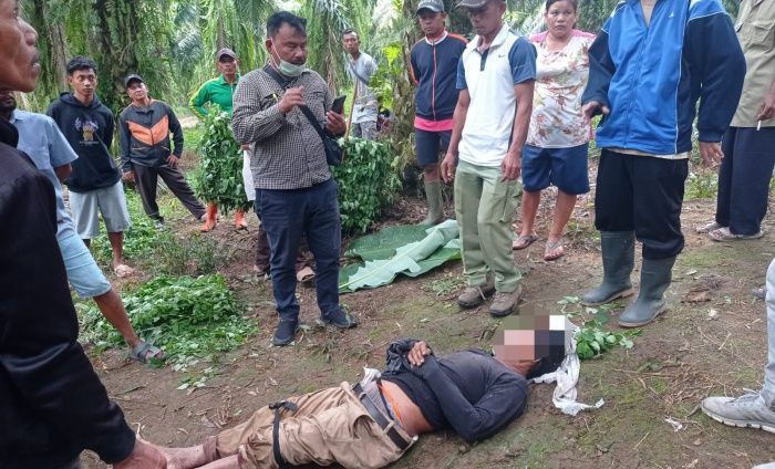 Pamit Cari Rumput, Warga Padang Merbau Ditemukan Tewas di Areal Kebun