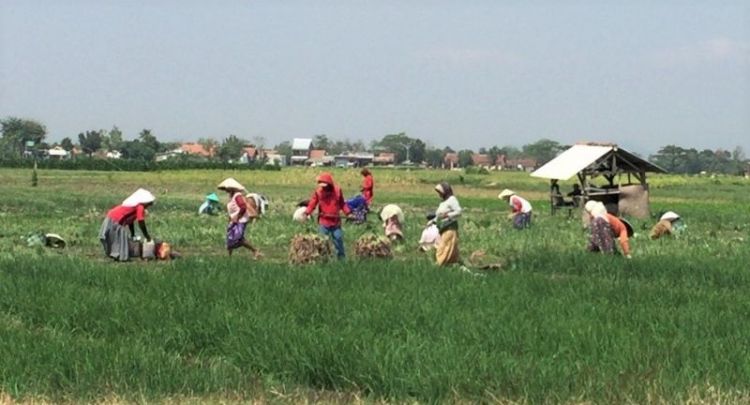 Kementan: Makan Umbi-umbian agar Terhindar Stroke