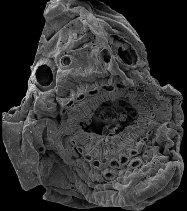 Ilmuwan Klaim Berhasil Pecahkan Misteri Mahkluk Tanpa Anus Berusia 500 Juta Tahun