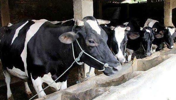 Produksi Susu Turun  Hingga 40 Ton/Hari