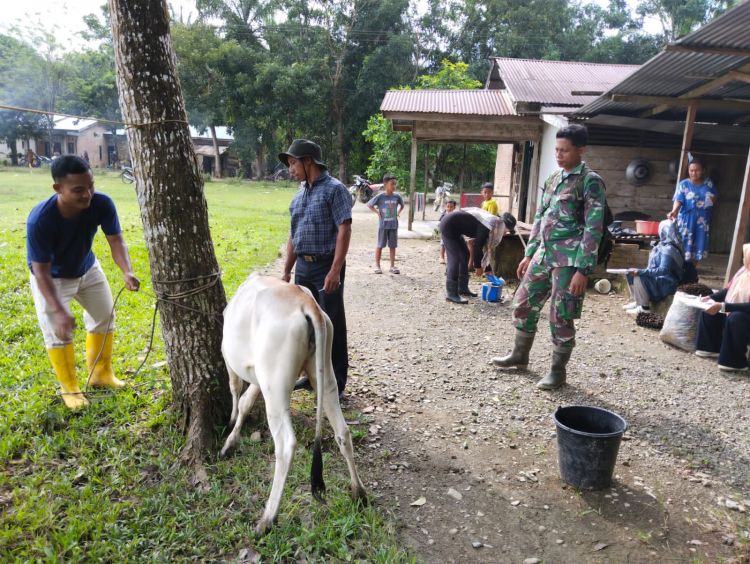 Cegah PMK, Babinsa Dampingi Tim Vaksinasi Ternak Sapi Diwilayah Kecamatan Tenggulun