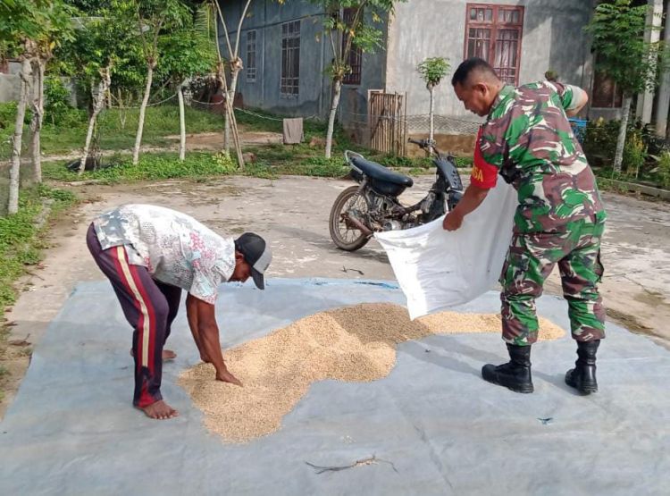 Jaga Kualitas Gabah, Serda Afrizal Bantu Warga Jemur Hasil Panen