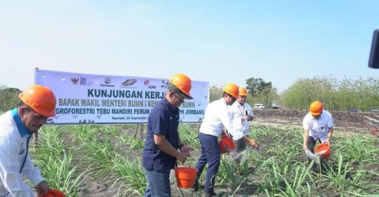 Kementerian BUMN Dorong  Perhutani Produksi Gula Nasional