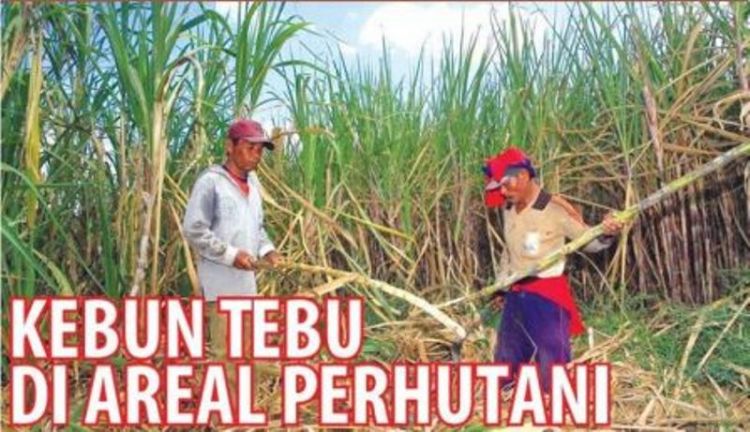 Perhutani Bidik Swasembada Gula 2025
