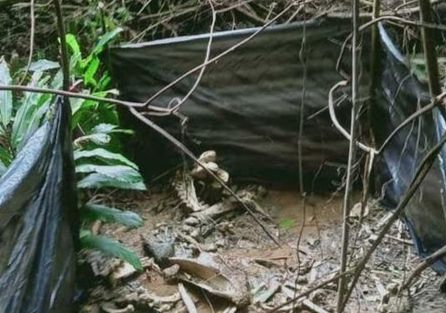 Rangka Gajah Sumatera Betina Ditemukan di Hutan Air Rami Bengkulu