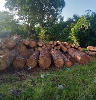Gawat ! Diduga Kebal Hukum, Cukong Kayu Babat Habis Hutan di Taput