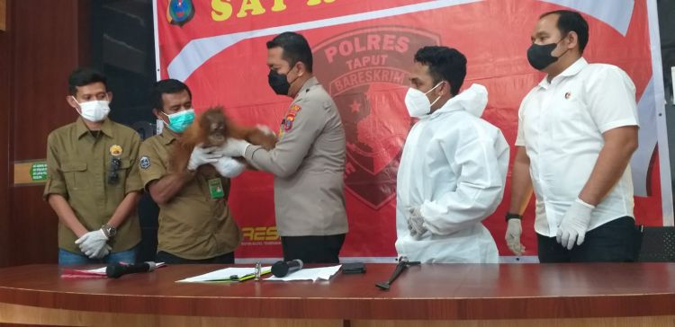 Polres Taput Serahkan  Orang Utan Tapanuli