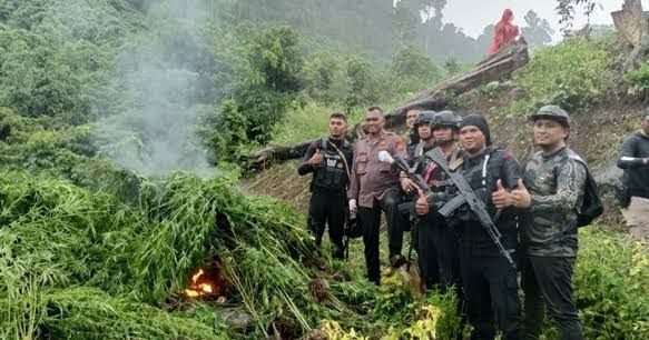 4 Hektare Ladang Ganja di Aceh Besar Dimusnahkan Polisi
