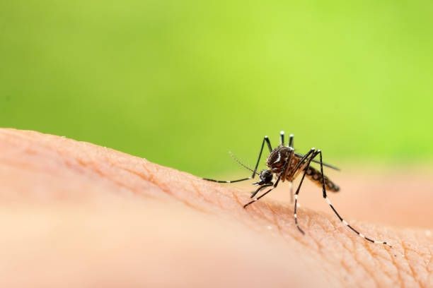 Kasus Malaria di Medan Alami Kenaikan Dalam 3 Tahun Terakhir