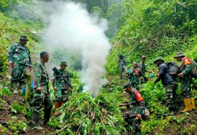 2 Hektare Ladang Ganja Ditemukan di Pegunungan Tangse Pidie Aceh