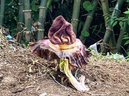 Petugas Kebersihan Temukan Bunga Bangkai Langka di Area Universitas Bali Internasional