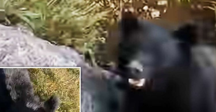 Bertarung Lawan Beruang Hitam