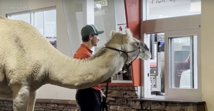 Ajak Unta Ke Resto Cepat Saji