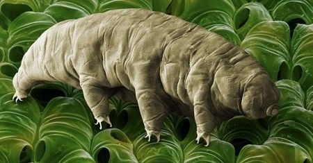 Ada Hewan yang Bisa Hidup 30 Tahun Tanpa Makan, Siapa Dia?