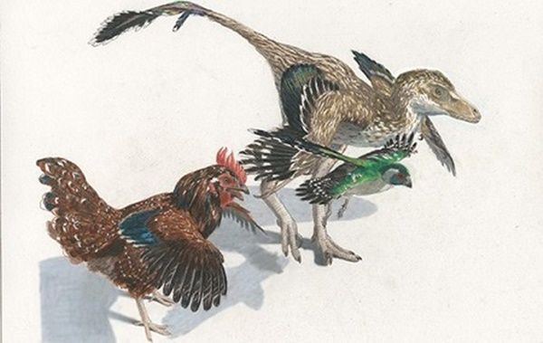 Benarkah Ayam Keturunan Dinosaurus? Simak Penjelasan Ilmiahnya