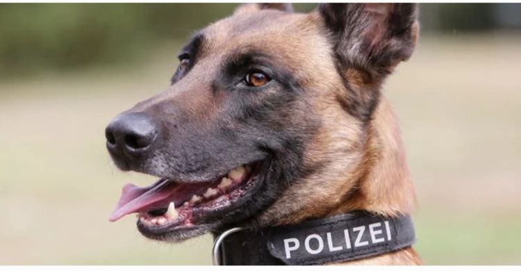 Nekat Gigit Anjing Polisi