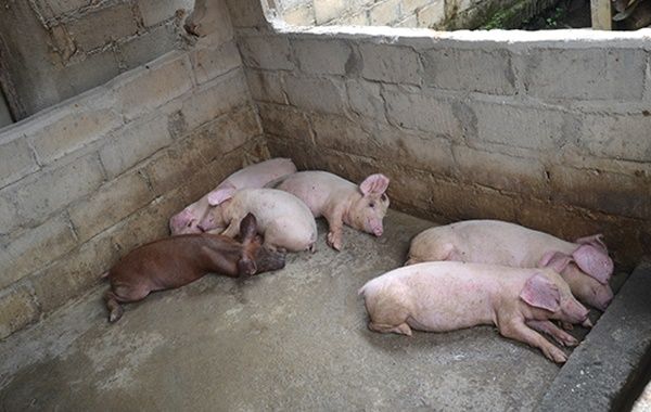 Timbulkan Aroma Tak Sedap, Warga Desa Aji Baho Keluhkan Keberadaan Ternak Babi Dekat Rumah Ibadah