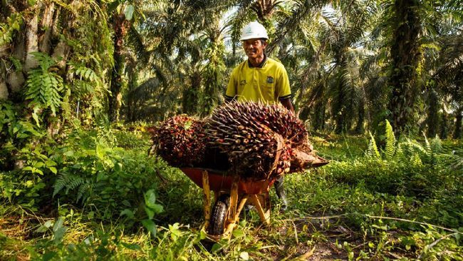 Harga Sawit  Produksi Sumut  Pekan Ini Turun