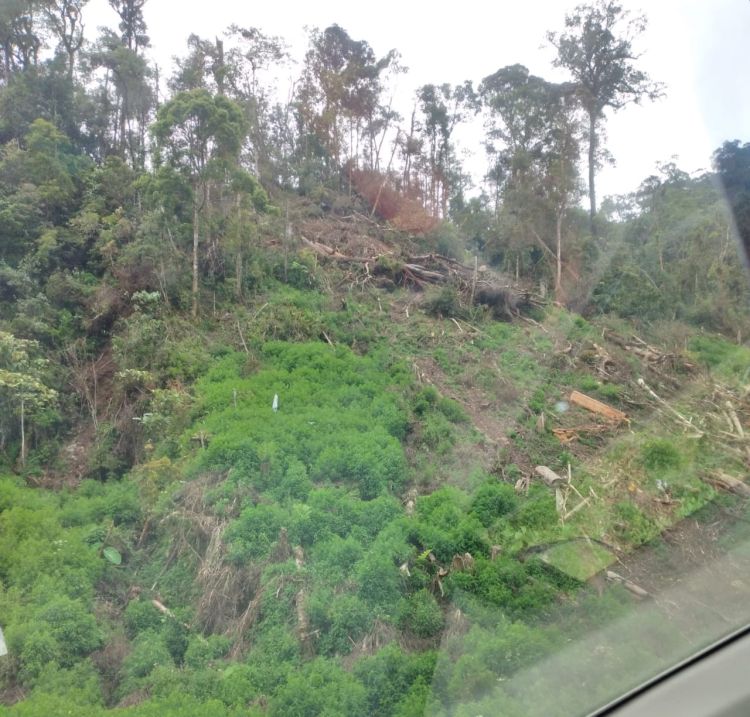 Hutan Perbatasan  Karo-Langkat Mulai Gundul