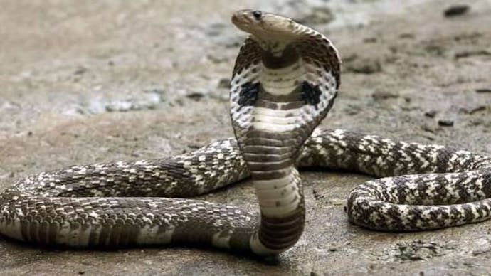 Bocah 8 Tahun Gigit Hingga Mati Ular Kobra yang Patuk Tangannya