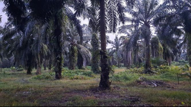 Dugaan Korupsi PSR, Polres Langkat Belum Tahan 8 Tersangka Dari 320 Saksi Diperiksa