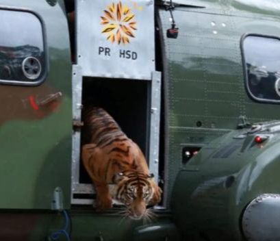 BKSDA Sumbar Lepas Liarkan Seekor Harimau Sumatera