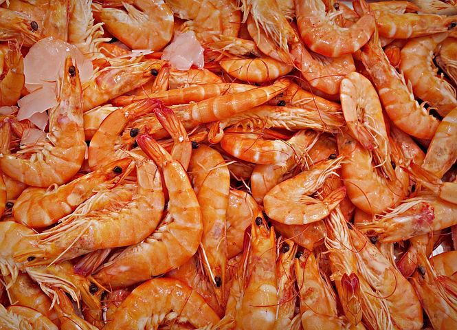 Nilai Ekspor Udang Indonesia Ke Amerika Serikat Capai 1,106 Miliar Dolar