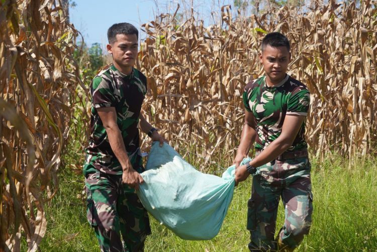 Korem 012/TU Dukung Swasembada Pangan Dengan Panen Jagung