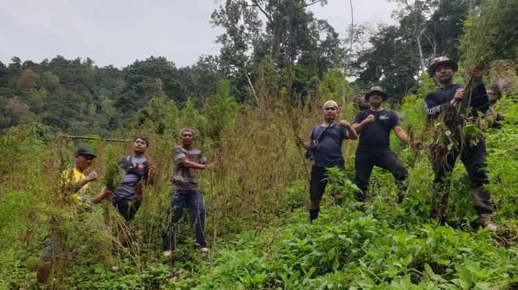 Pemilik 8 Hektare Ladang Ganja di Madina Dilidik Polisi