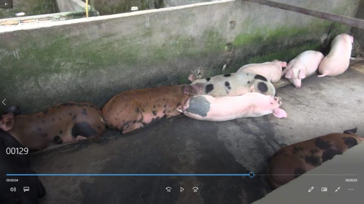 2.000 Babi di Sumut Mati Mendadak, Peternakan Merugi Capai Rp 8 Miliar