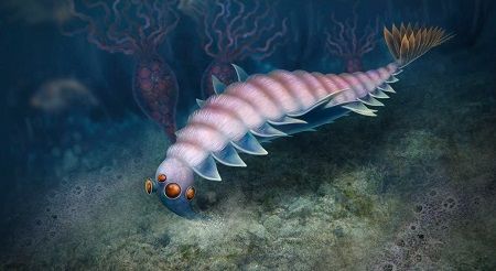 Hidup 500 Juta Tahun Lalu, Hewan Mirip Udang Bermata 5 Ditemukan