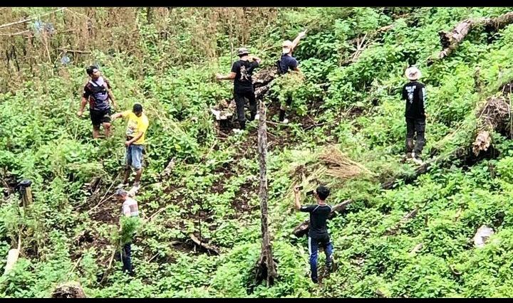 Polda Sumut Temukan 8 Hektar Ladang Ganja Di Pegunungan Torsihite Madina