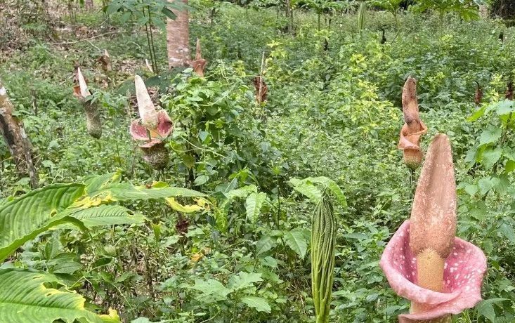 Tumbuhan Armorphophallus Ditemukan di Hutan Kalimantan