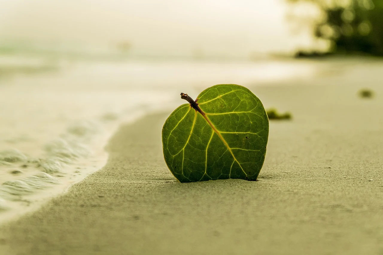 Natural Foto Binatang Laut